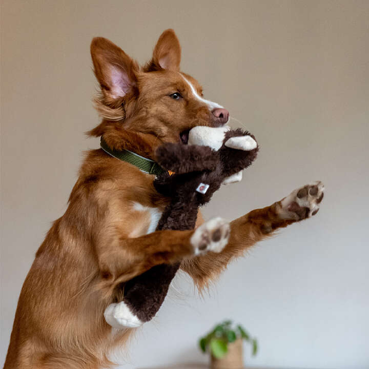 Nobby Plüschtier AFFE für Hunde